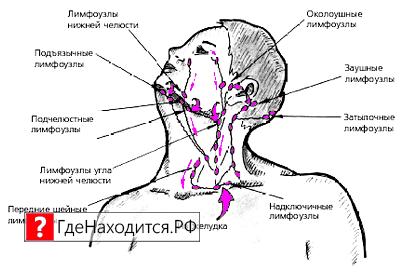 Где Находятся Лимфоузлы У Человека Фото